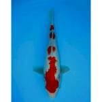 YONDAN KOHAKU 30 CM FEMALE