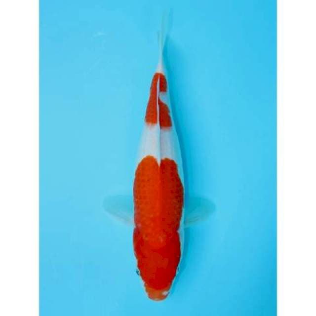 NIDAN KOHAKU 31 CM FEMALE