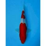 NIDAN KOHAKU 31 CM FEMALE