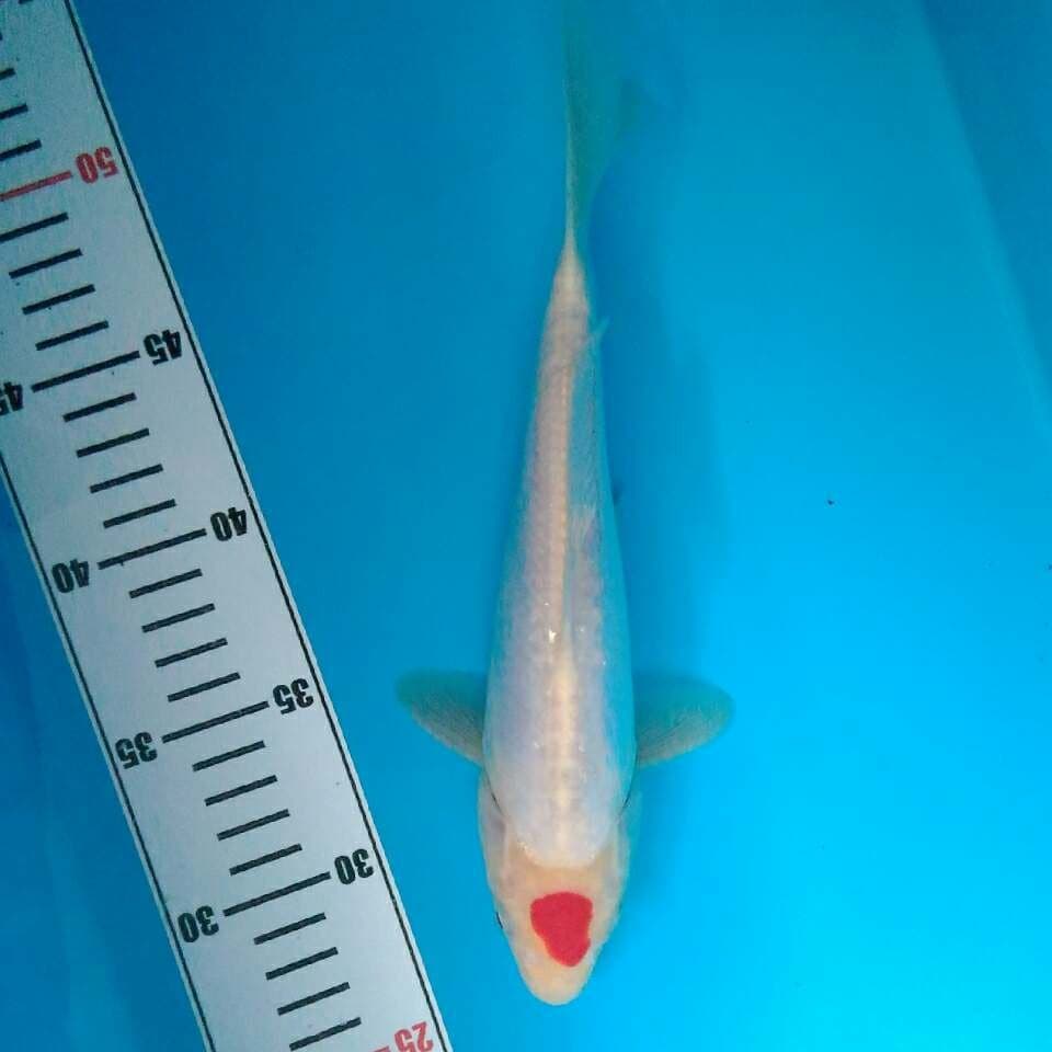 Original Tancho doit 25 cm