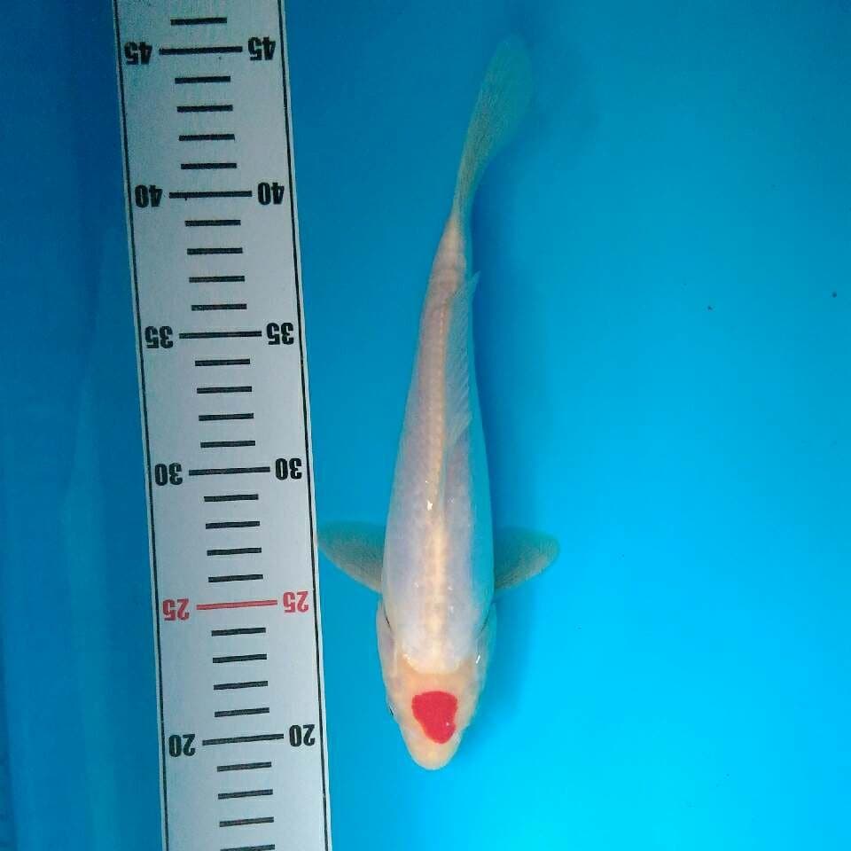 Original Tancho doit 25 cm