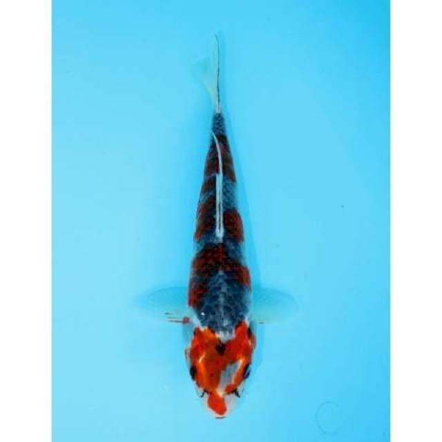 GOSHIKI 24 CM FEMALE