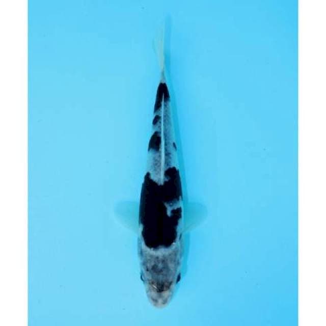 SUMI GOROMO 20 CM FEMALE