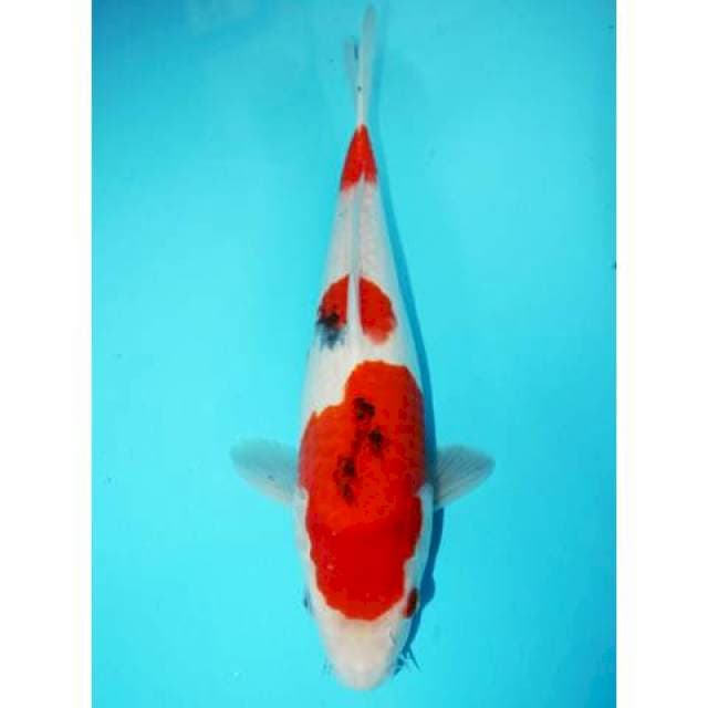 SANDAN SANKE 33 CM FEMALE