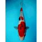 SANDAN SANKE 33 CM FEMALE