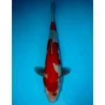 KOHAKU 30 CM MALE
