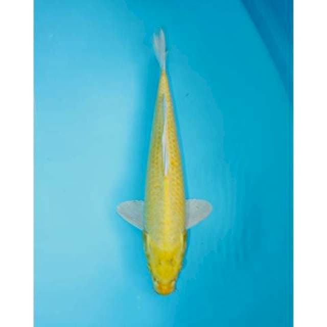 YAMABUKI OGON 38 CM MALE