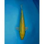YAMABUKI OGON 38 CM MALE