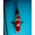 SANDAN KOHAKU 28 CM MALE