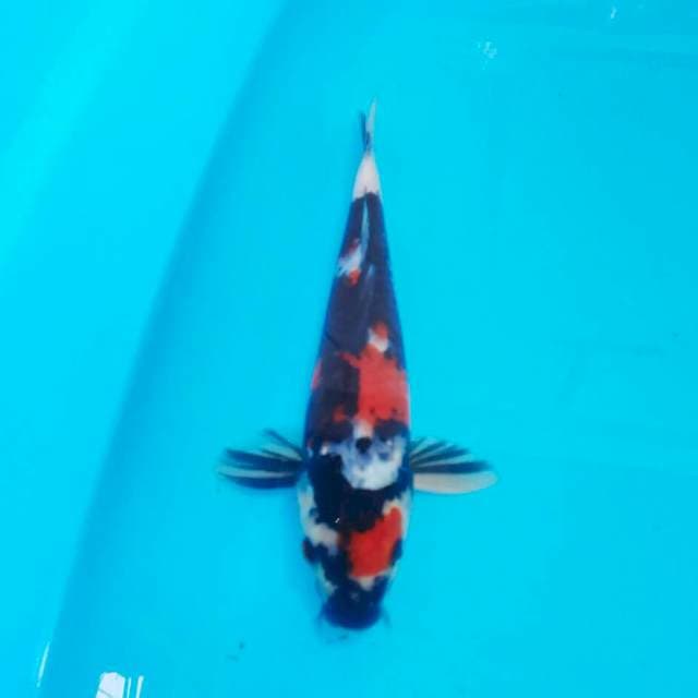24cm || Showa Sanshoku