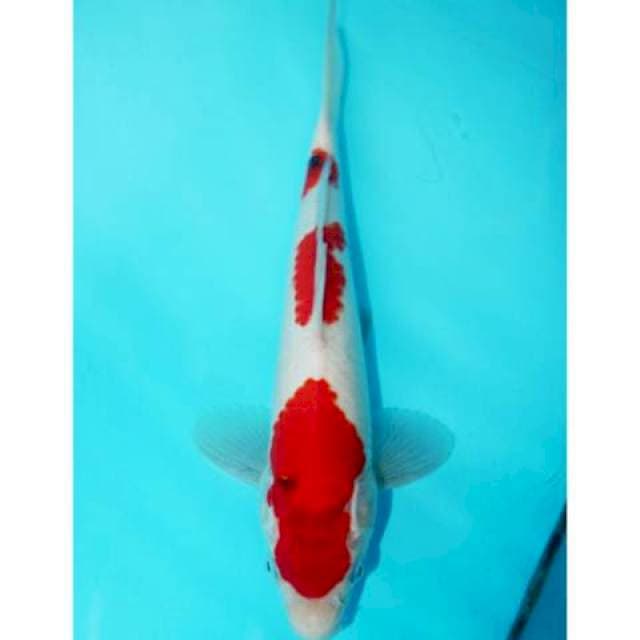 SANDAN SANKE 27 CM MALE