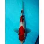 SANDAN SANKE 27 CM MALE