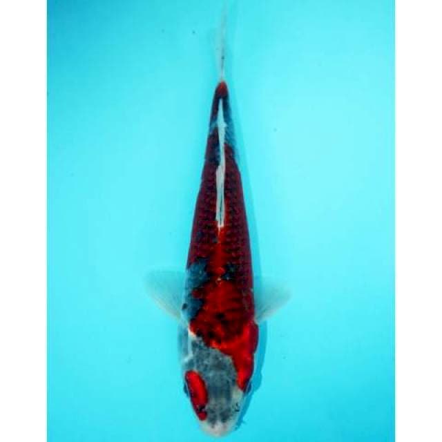 GOSHIKI 26 CM MALE