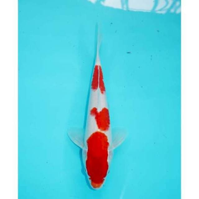 SANDAN KOHAKU 25 CM FEMALE