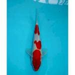 SANDAN KOHAKU 25 CM FEMALE