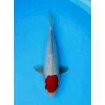 TANCHO 31 CM MALE