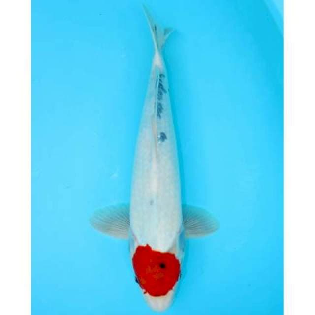 TANCHO SHOWA TATEGOI 41 CM MALE
