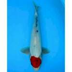 TANCHO SHOWA TATEGOI 41 CM MALE