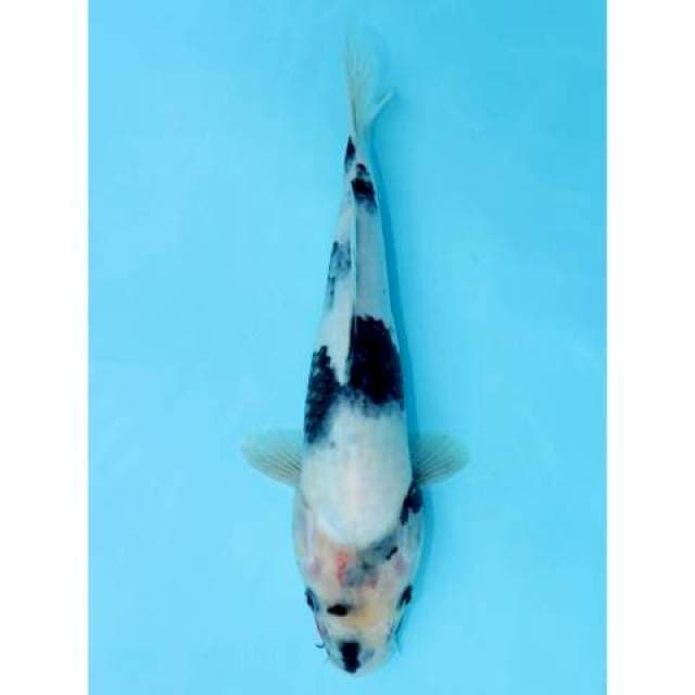 SHIRO 28 CM MALE