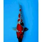 SHOWA 32 CM FEMALE