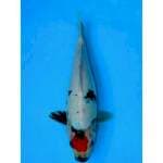 TANCHO SHOWA 31 CM FEMALE