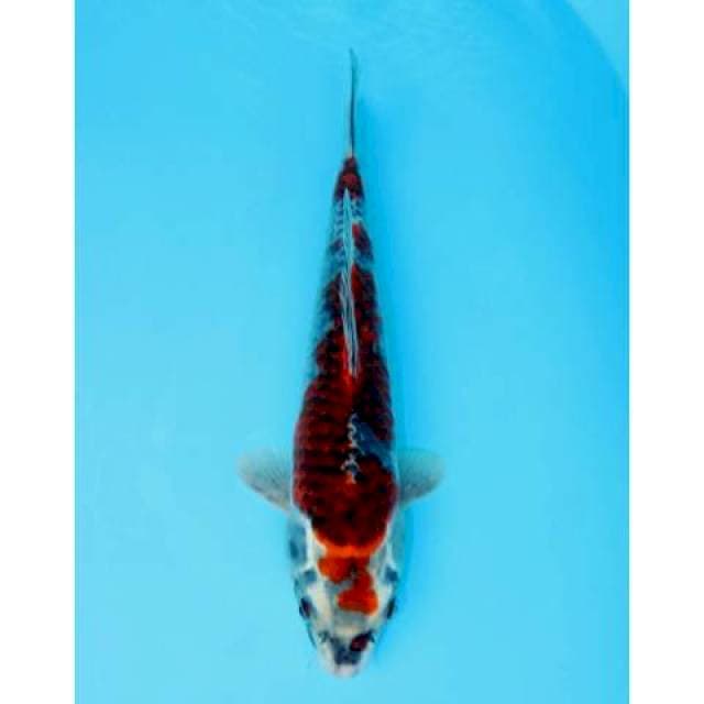 GOSHIKI 33 CM FEMALE