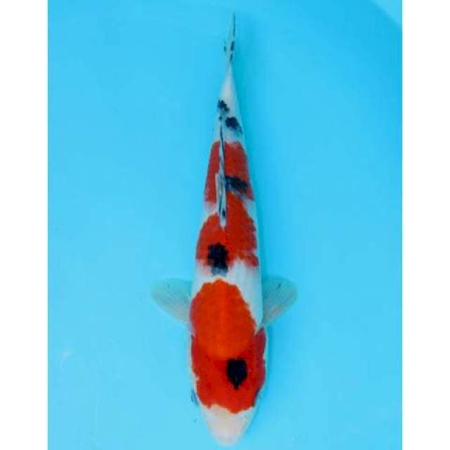 SANKE 34 CM FEMALE