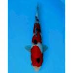 SANKE 34 CM FEMALE