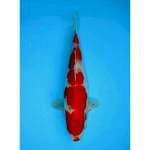 KOHAKU 31 CM FEMALE