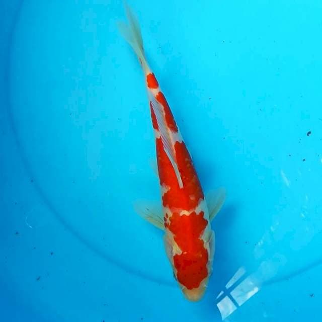 Wahib 87 ~ Kohaku Calon
