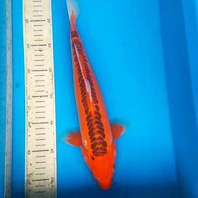Shusui merah F1 36cm