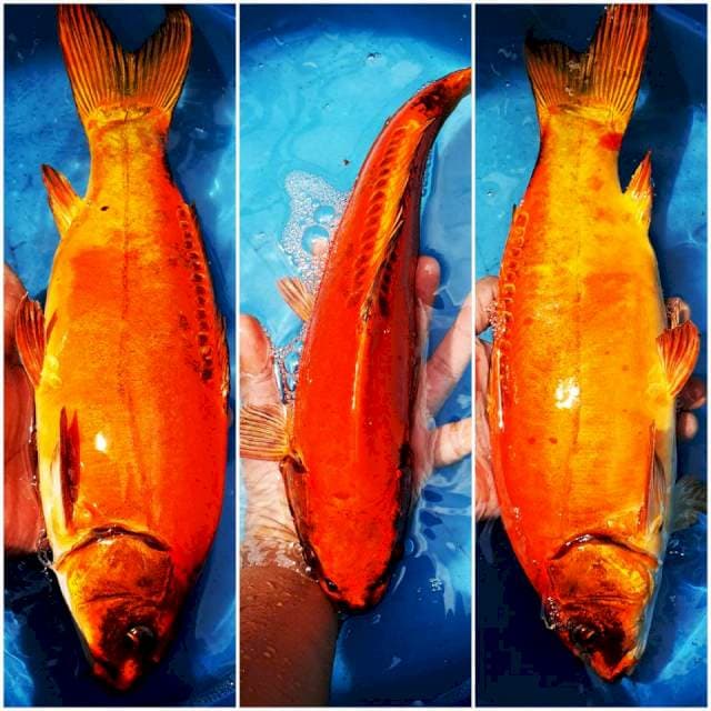 Kiko Merah