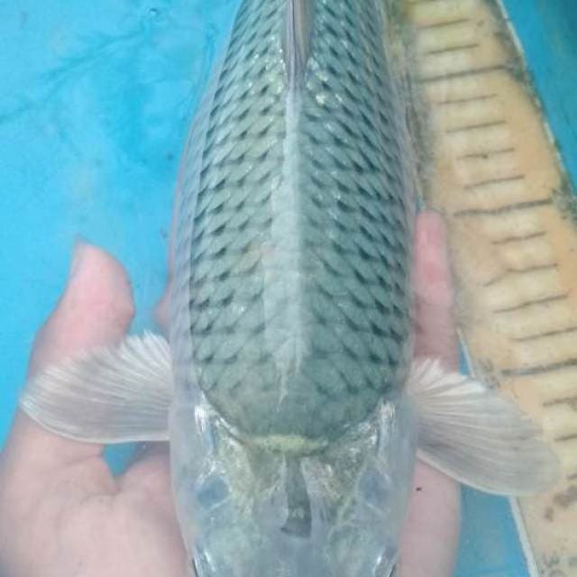 Soragoi 30cm.