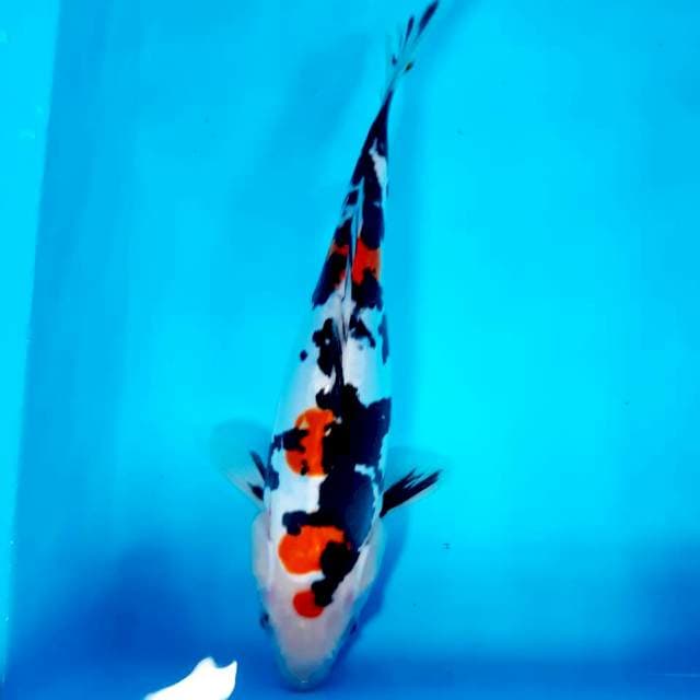 Showa doit masakini 27 cm