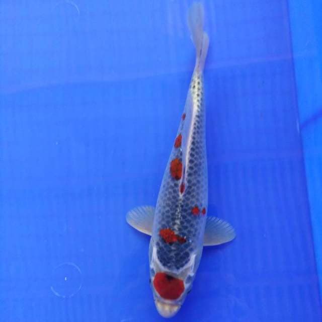 Maruten goshiki