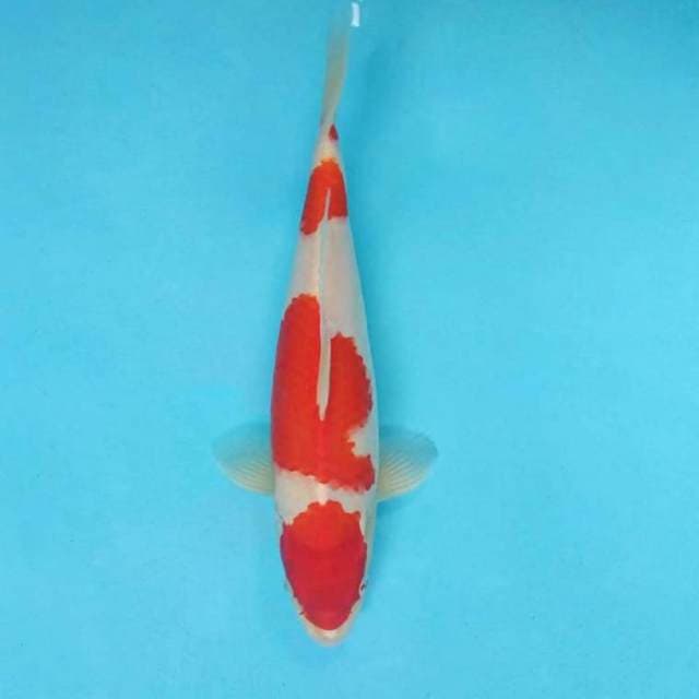 HANAMASA 13 - KOHAKU ®