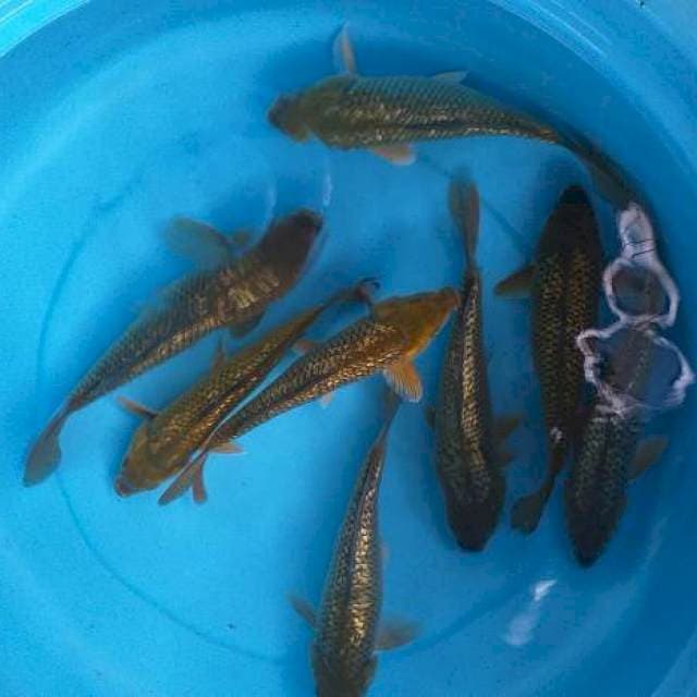Mix midhori ginrin munuk 8 ekor