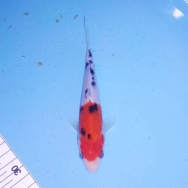 Sanke 16cm