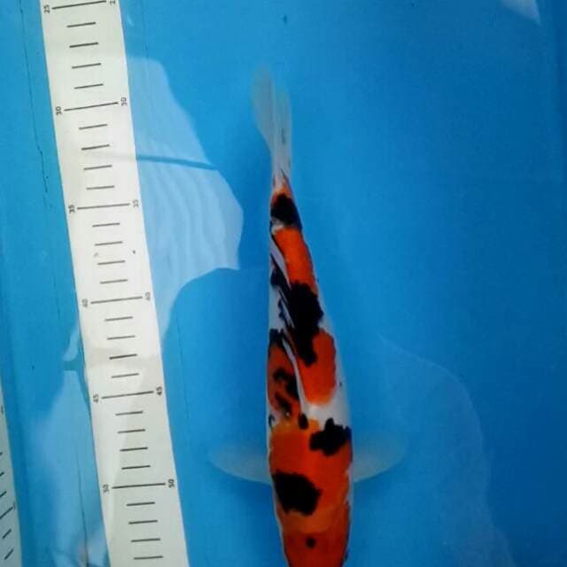 Sanke strong 26 cm