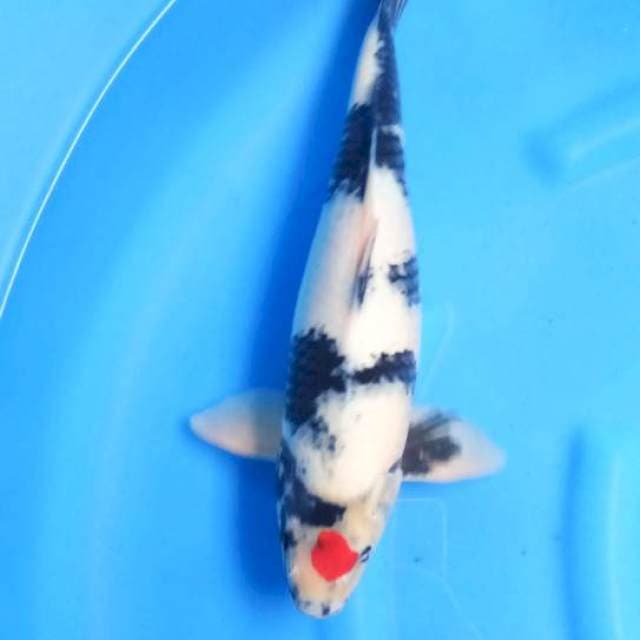 Male45cm+-