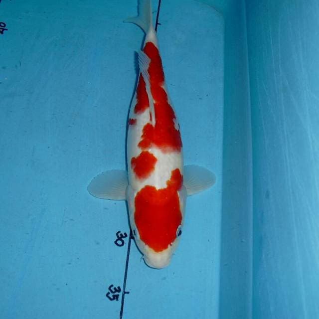 Kohaku 