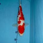 Kohaku 