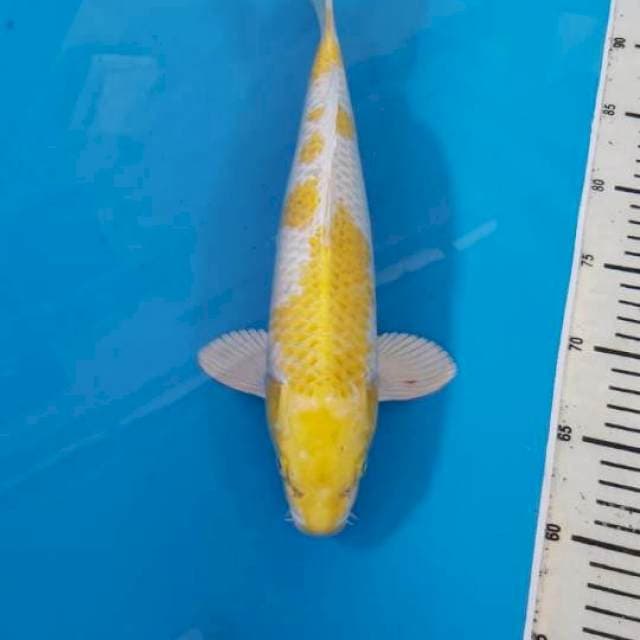 Male 35cm