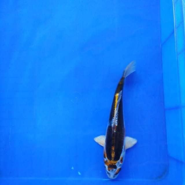Kawarimono