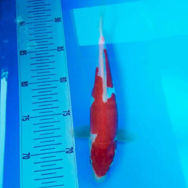 25cm || KOHAKU DOITSU HQ
