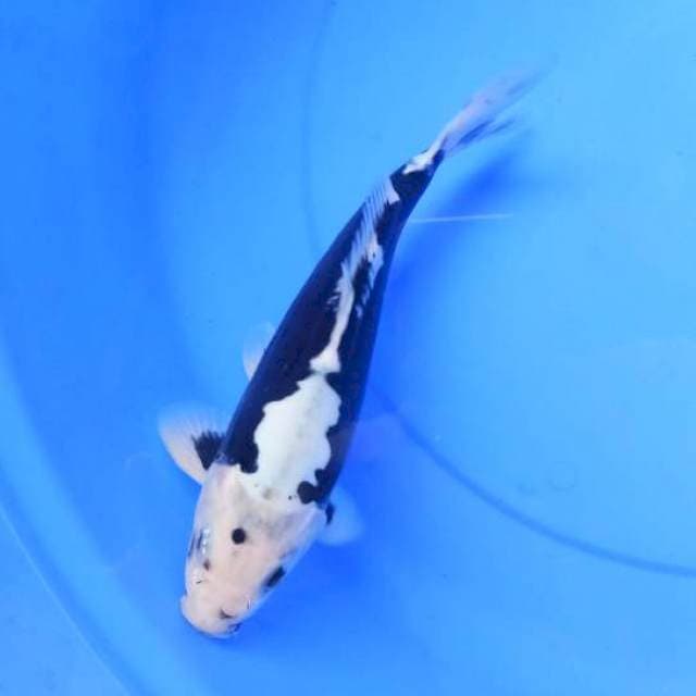 Orijinal super antik Kumonryu30cm