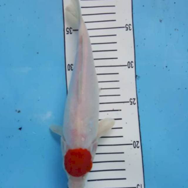 Tanco kohaku 24 cm