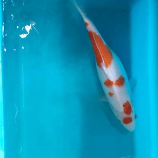 Kohaku