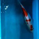 Kohaku
