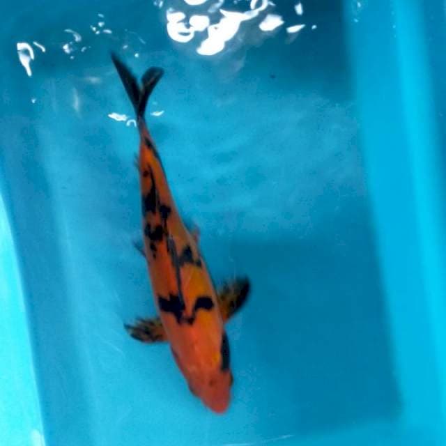 Hi utsuri